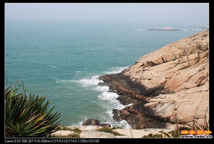 有顽强生命力的植物。
