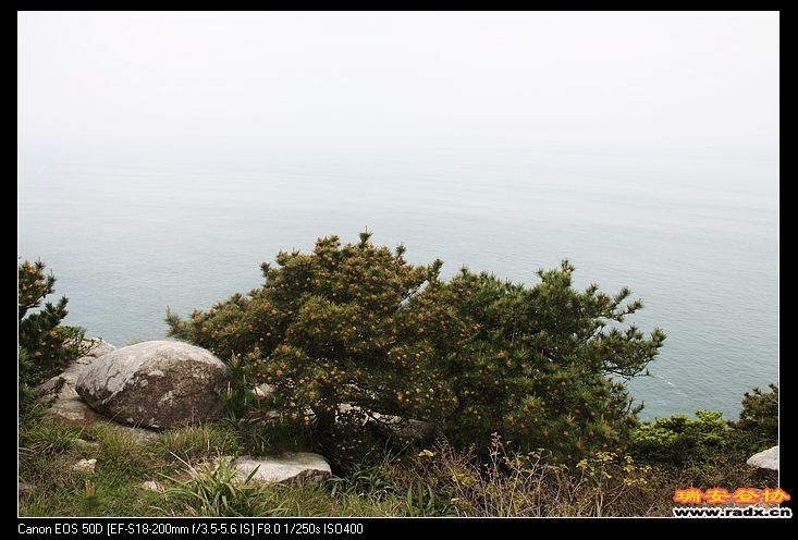 东海边有美丽的风景，还有顽强的生命力。