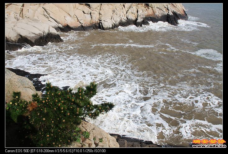 海边顽强的生命，令人佩服。