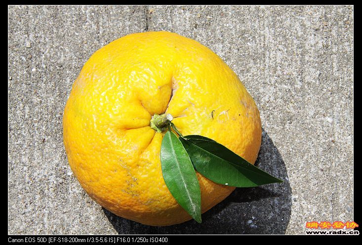 一个橘子6两多，真是没见过，买一个2元吃吃，酸酸甜甜。