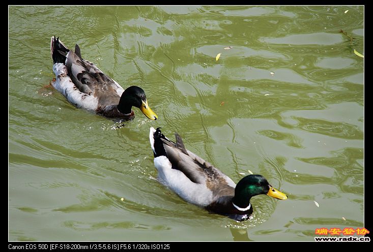 成对成双的鸳鸯。