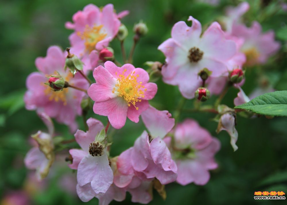 永嘉金坑穿越 110.jpg