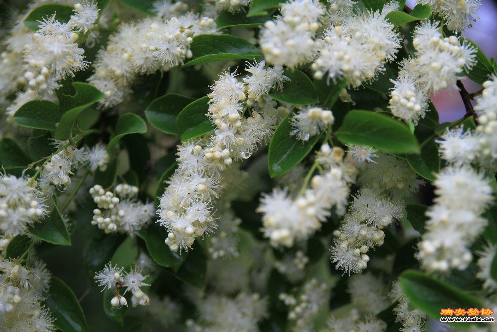 永嘉金坑穿越 113.jpg