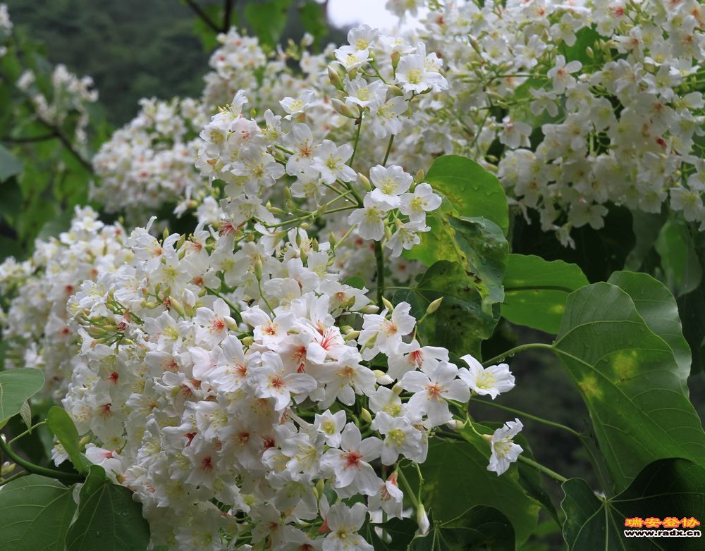 永嘉金坑穿越 155.jpg