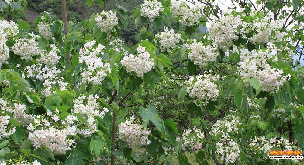 永嘉金坑穿越 156.jpg