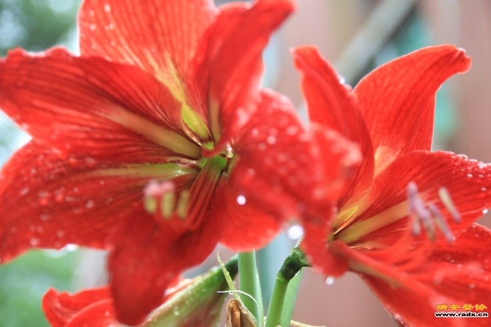 永嘉金坑穿越 158.jpg