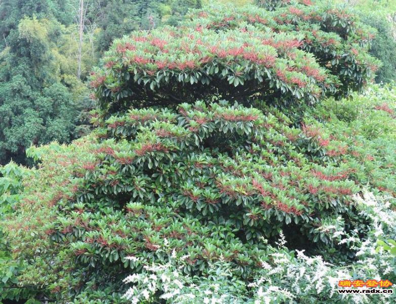 愚溪吴岙 317.jpg