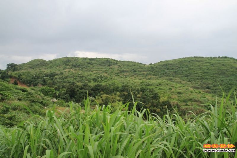 愚溪吴岙 318.jpg