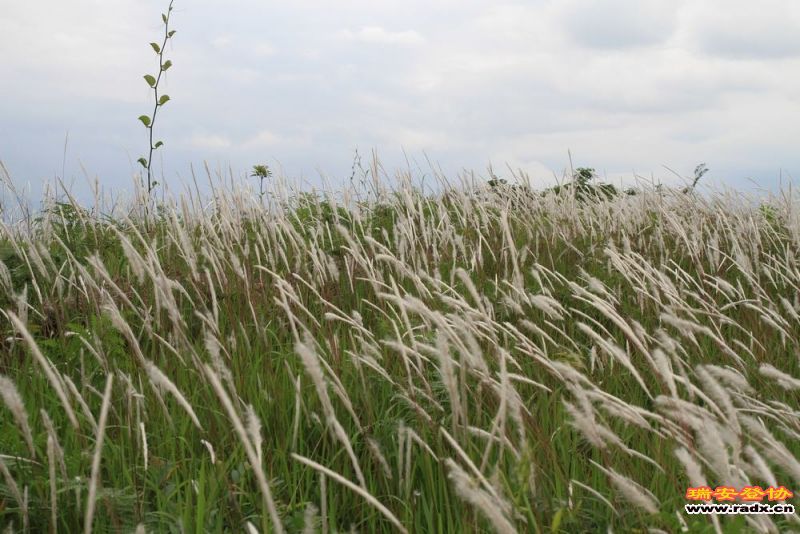 愚溪吴岙 505.jpg