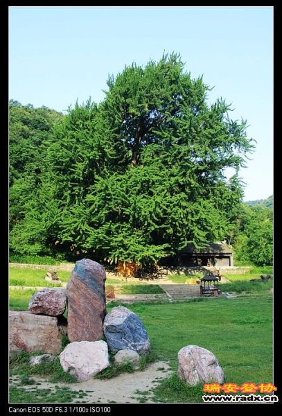 全国最大银杏树。