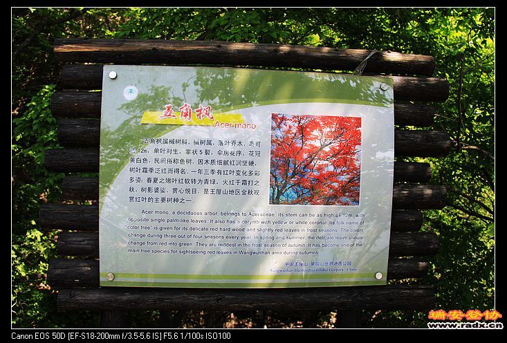 秋天，五角枫红得刺眼。