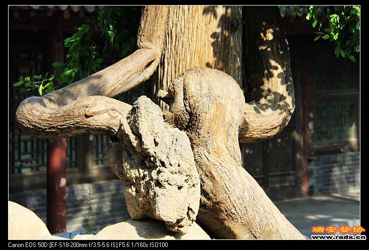 树与少林武术一样奇。