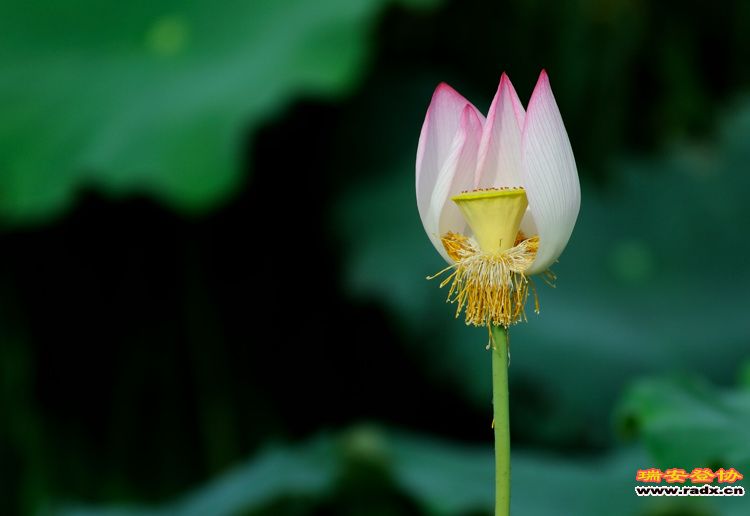 体育馆集中地，含苞欲望的荷花3.jpg