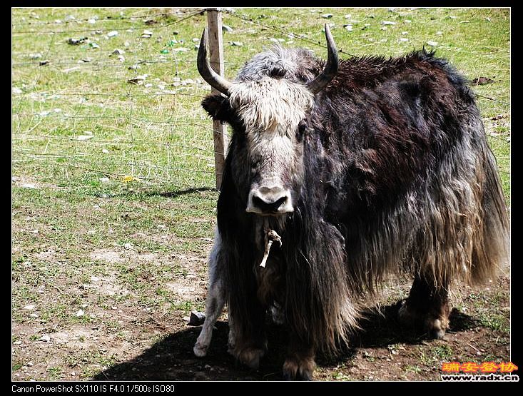 nEO_IMG_复件 IMG_0123.jpg