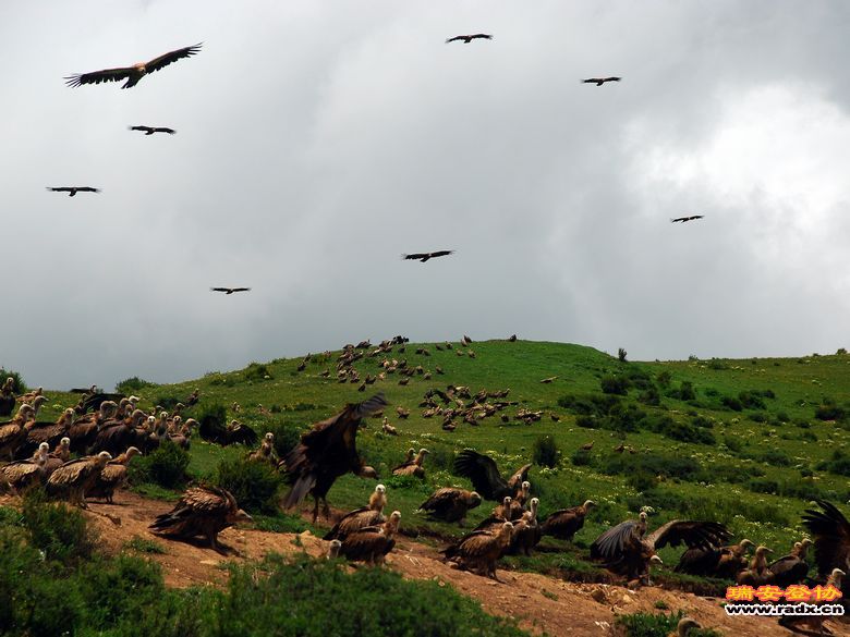 秘境色达-秃鹫在等候.jpg