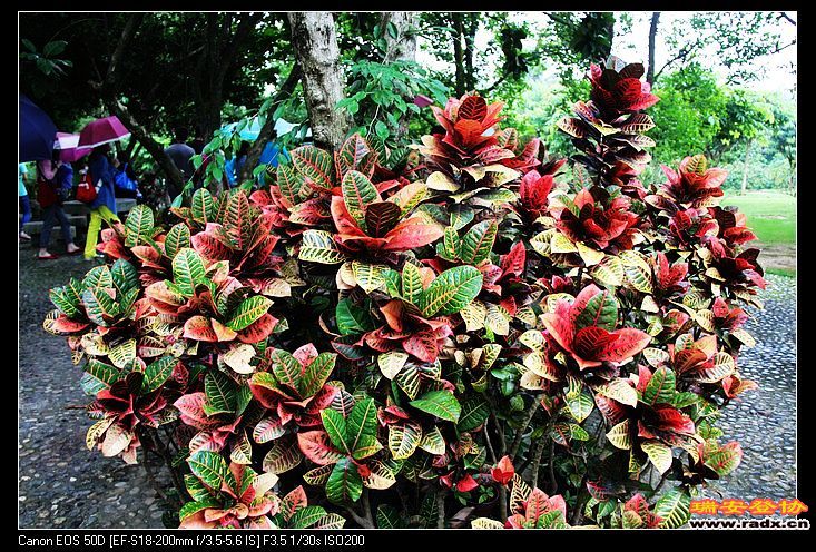 老来俏（又名夕阳红）