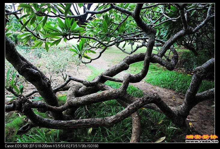 老挝国树--鸡蛋花。