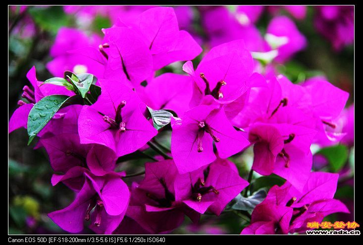 怒放的三角梅。