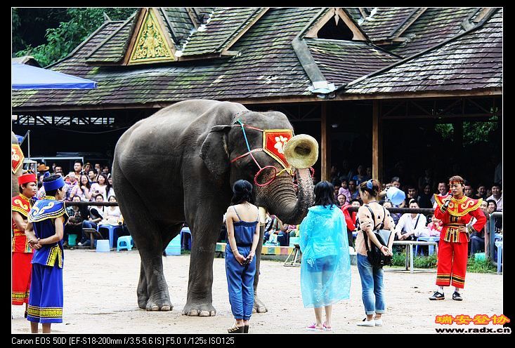 表演：大象与女孩相亲？