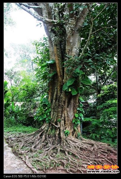 根系发达，枝叶茂密的菩提树。
