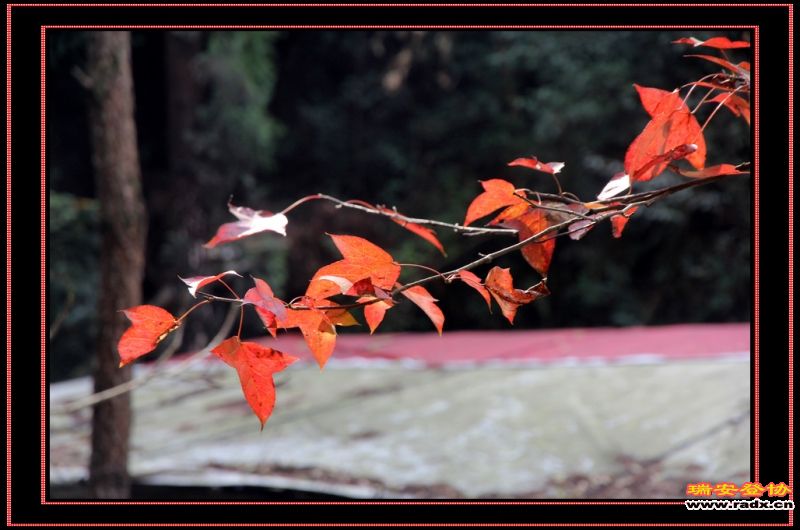 nEO_IMG_红叶2.jpg