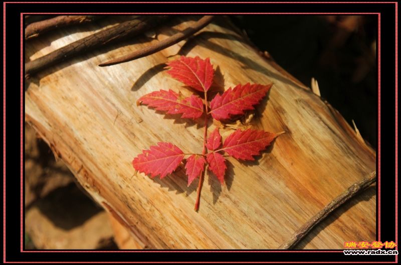 nEO_IMG_红叶3.jpg