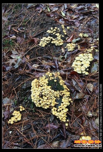 美丽的野蘑菇，可有毒哦！