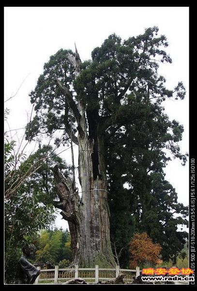 千年柳杉王。