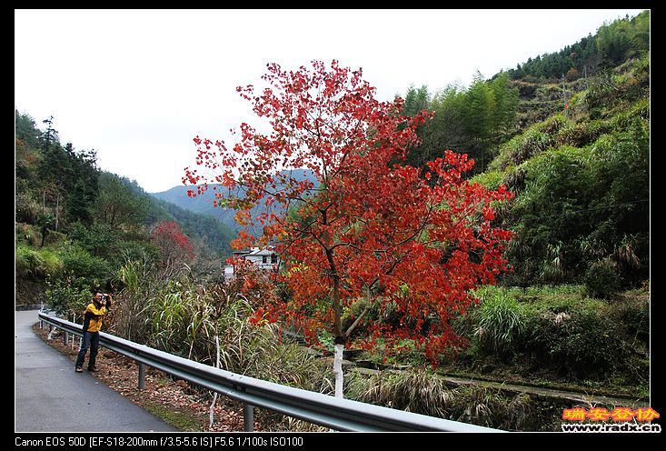 肥皂原料--腊子树。