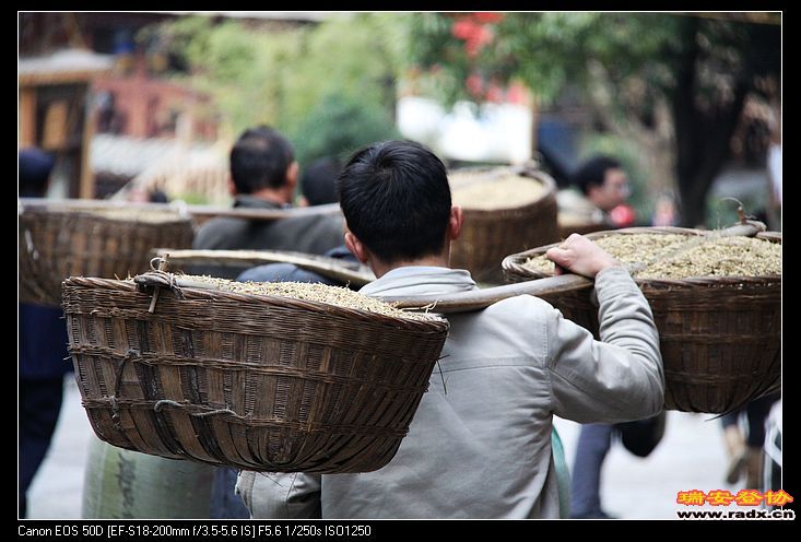 收获谷子的人们。