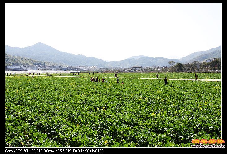 油菜花即将开花。