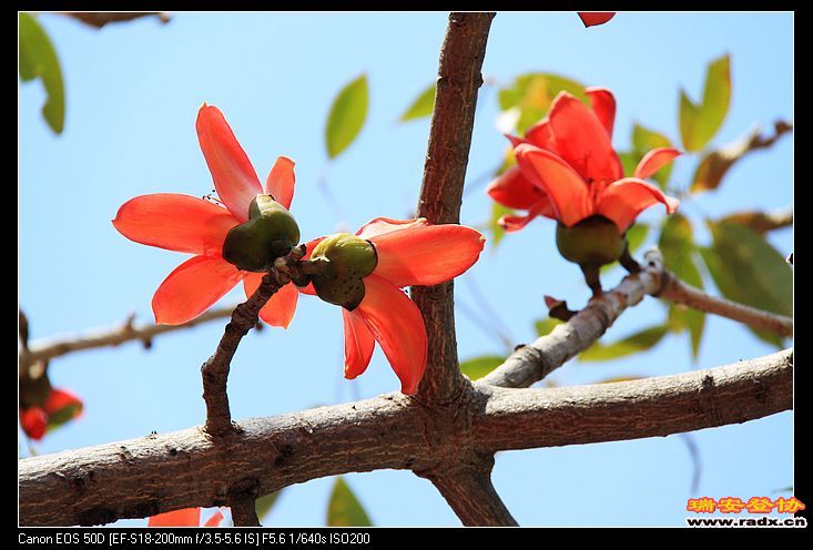 木棉花。