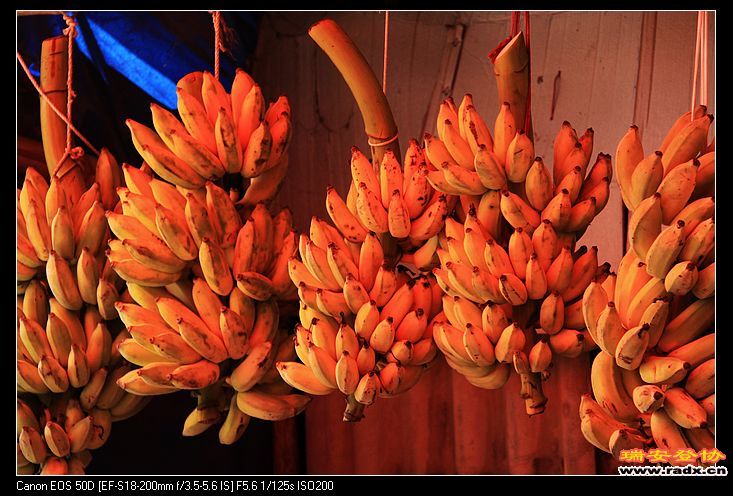 此地盛产热带水果。