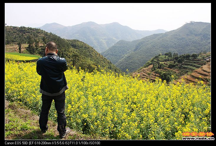 认真的松山鹤。