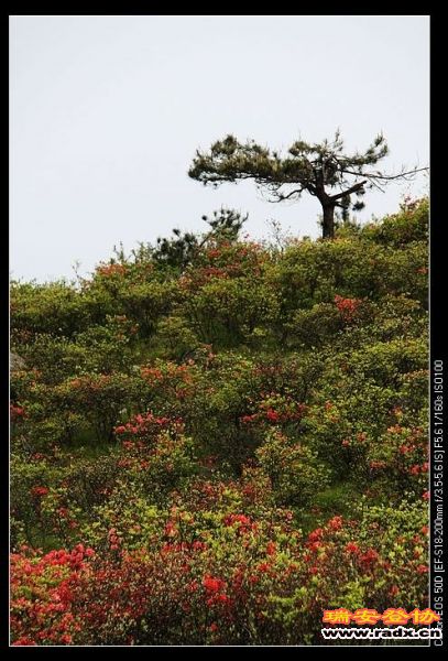 造型，苍劲，有力。