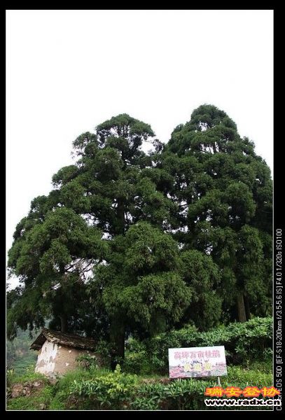 村口茂密的柳树，荫护着村庄的平安和详和。