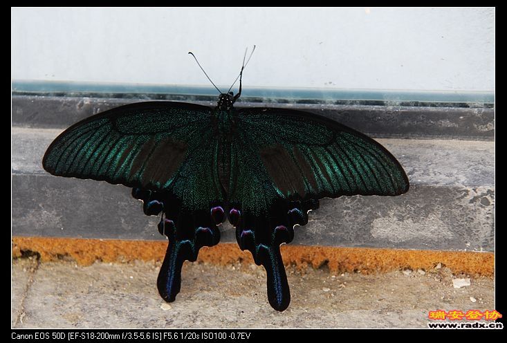 你好，美丽的蝴蝶。