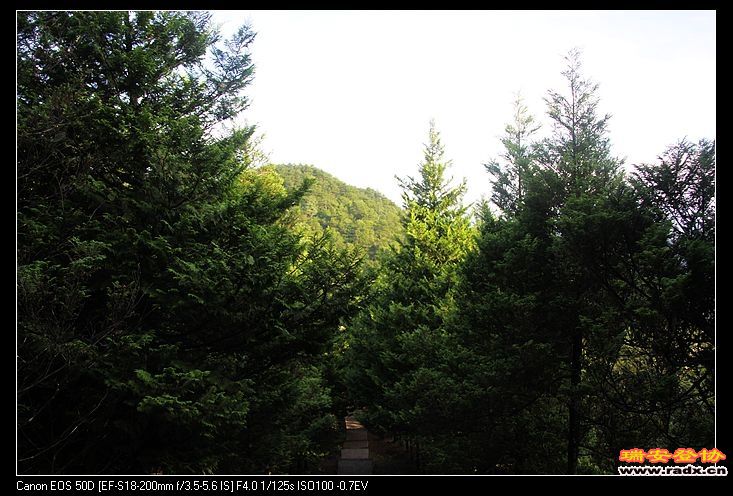 茂密的森林，含氧量极高。