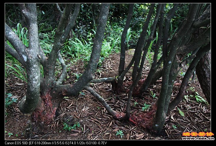 千年杜鹃喜结连理。