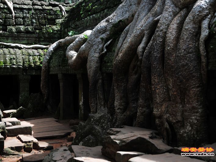 塔布笼寺-树与寺的纠缠 (2).jpg