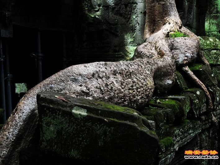 塔布笼寺-蛇状树根.jpg