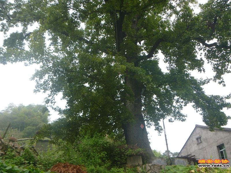P1030233.jpg