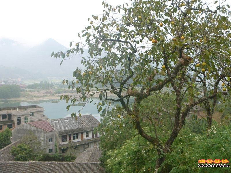 P1030253.jpg