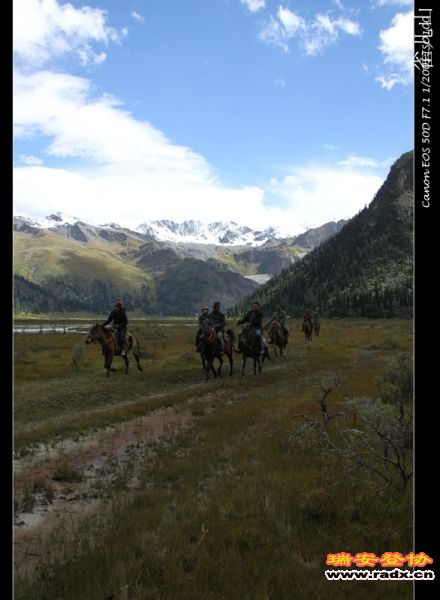 帮我们驼行李的马队