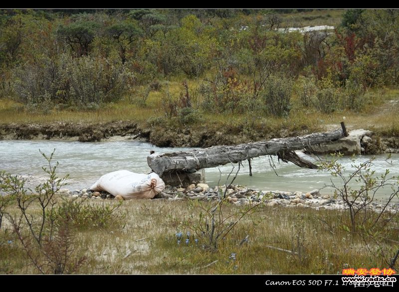 这样的独木桥随处可见
