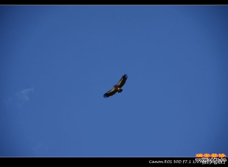 雄鹰展翅