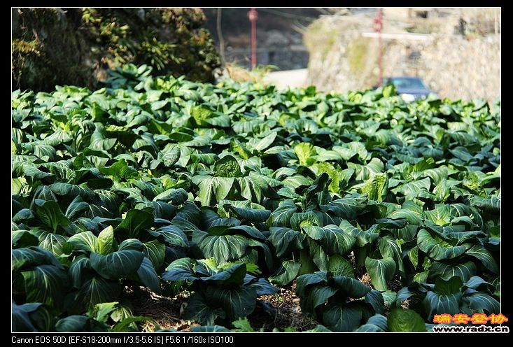 诱人的霜冻油冬菜啊。。。