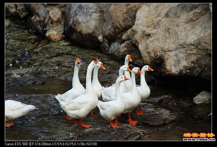 古村里的鸭子都那么有型。