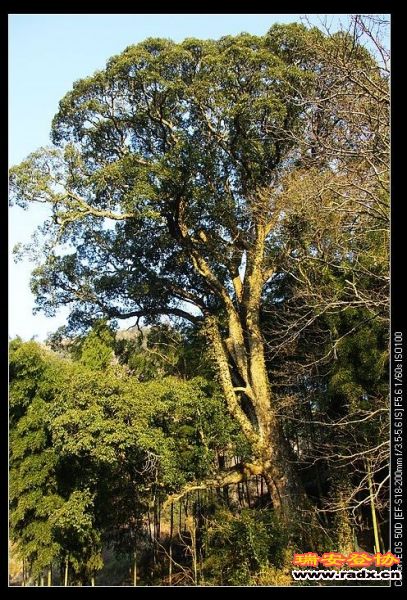 村头大树参天。