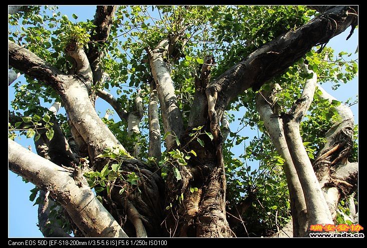 菩提树下悟道。